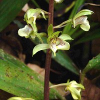 Eulophia pulchra (Thouars) Lindl.